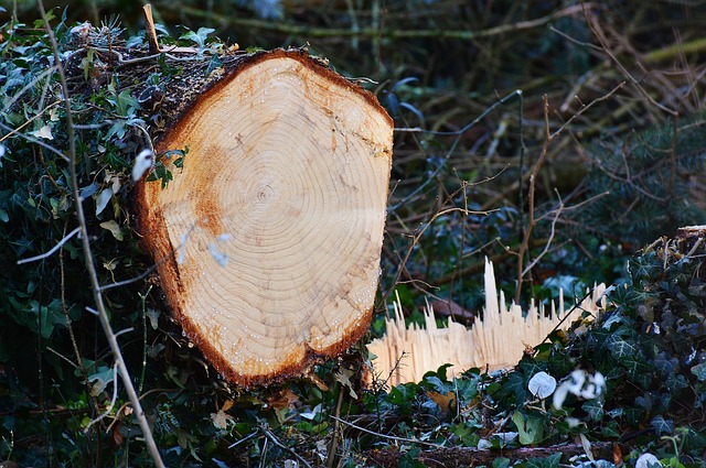 Harz im Holz